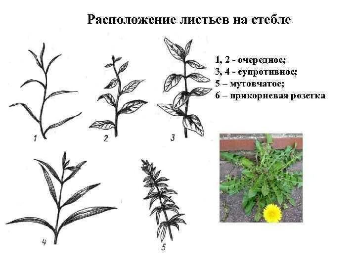 Какое расположения бывает. Мутовчатое супротивное розеточное. тип листорасположения очередное супротивное мутовчатое розеточное. месторасположение листьев на стебле. расположение листьев на стебле супротивное.