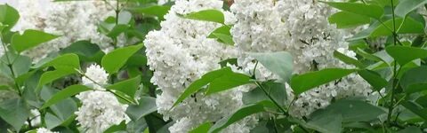 Сирень как невеста стояла вся в белом