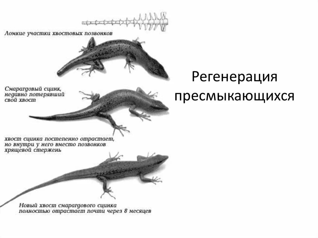 Таблица ящерица и тритон. Регенерация хвоста у ящерицы. Регенерация конечности Тритона. Регенерация прыткой ящерицы. Регенерация хвостатых амфибий.