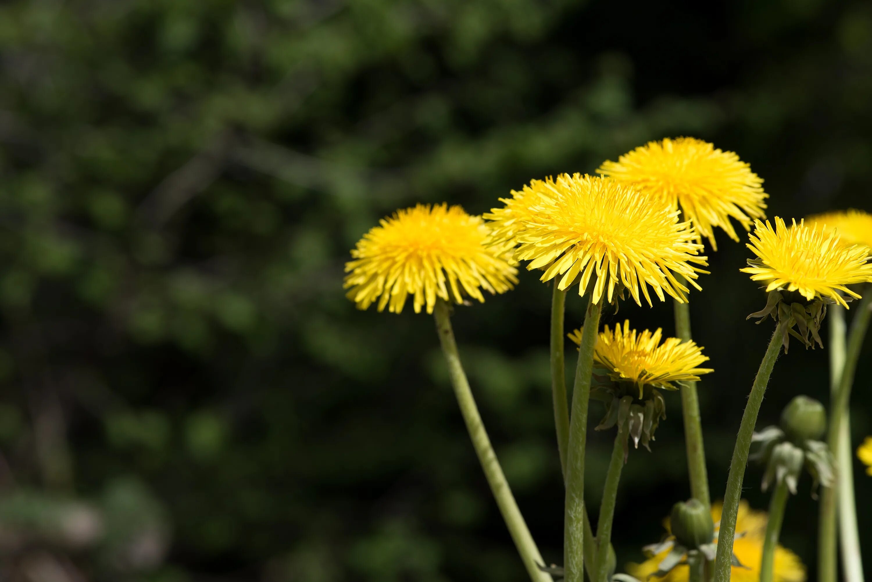 Одуванчик красносемянный. Одуванчик лекарственный – Taraxacum officinale. Желтые цветы одуванчики. Одуванчик плоскоязычковый. Жанры одуванчиков