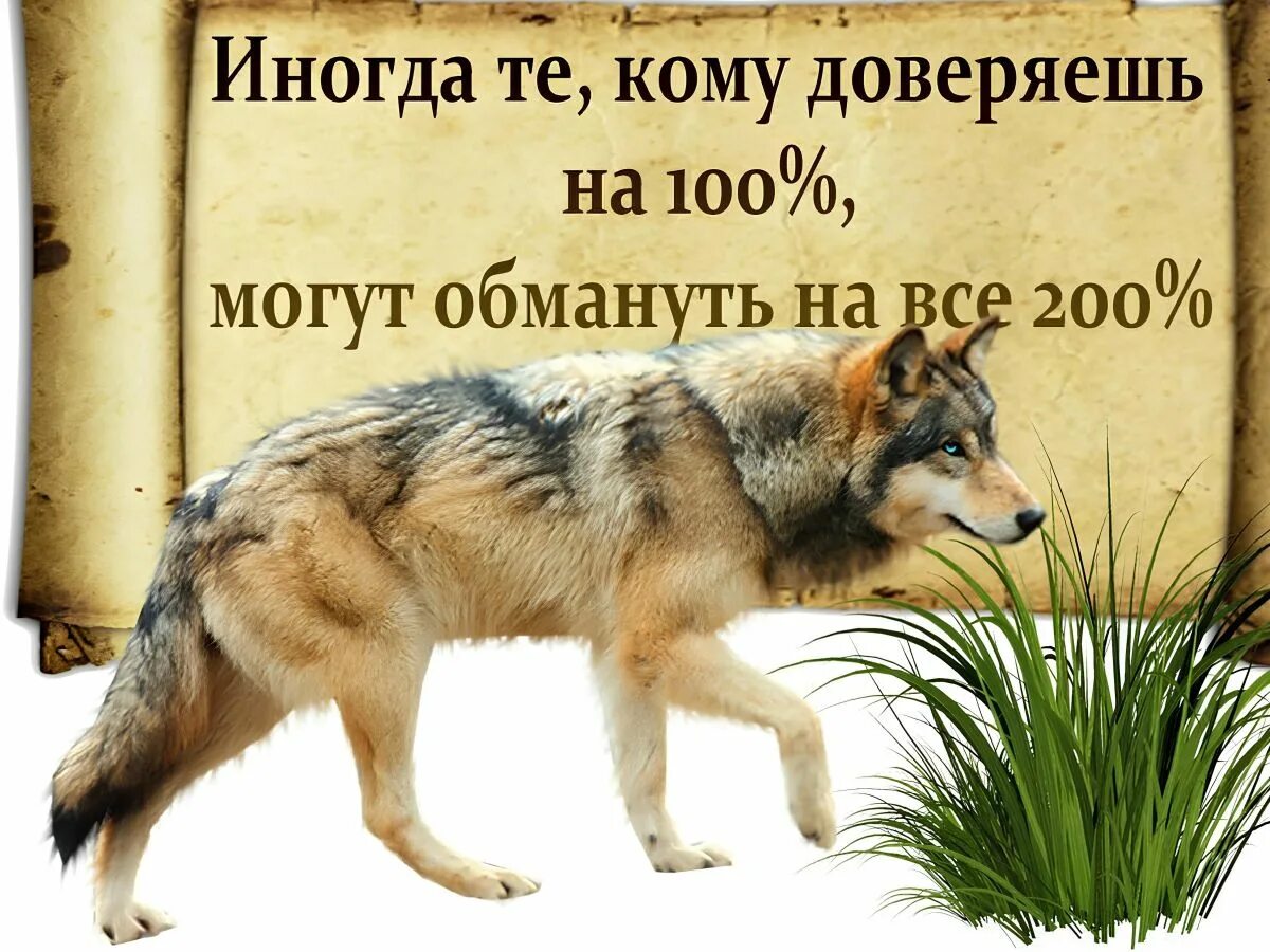 Во всем доверься совести своей. Цитаты про обман и доверие. Обман цитаты в картинках. Цитаты про доверие и предательство. Цитаты волка про доверие.