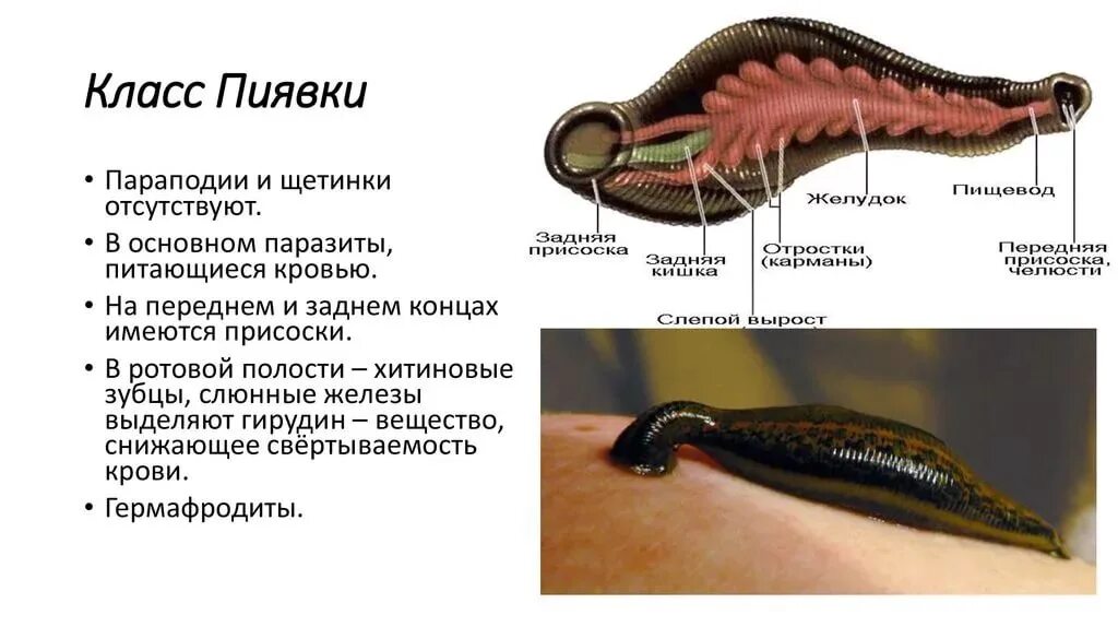 Кольчатые черви пиявка медицинская. Кольчатые черви пиявки строение. Тип кольчатые черви пиявки. Гирудотерапии строение пиявки. Тело червей разделено на