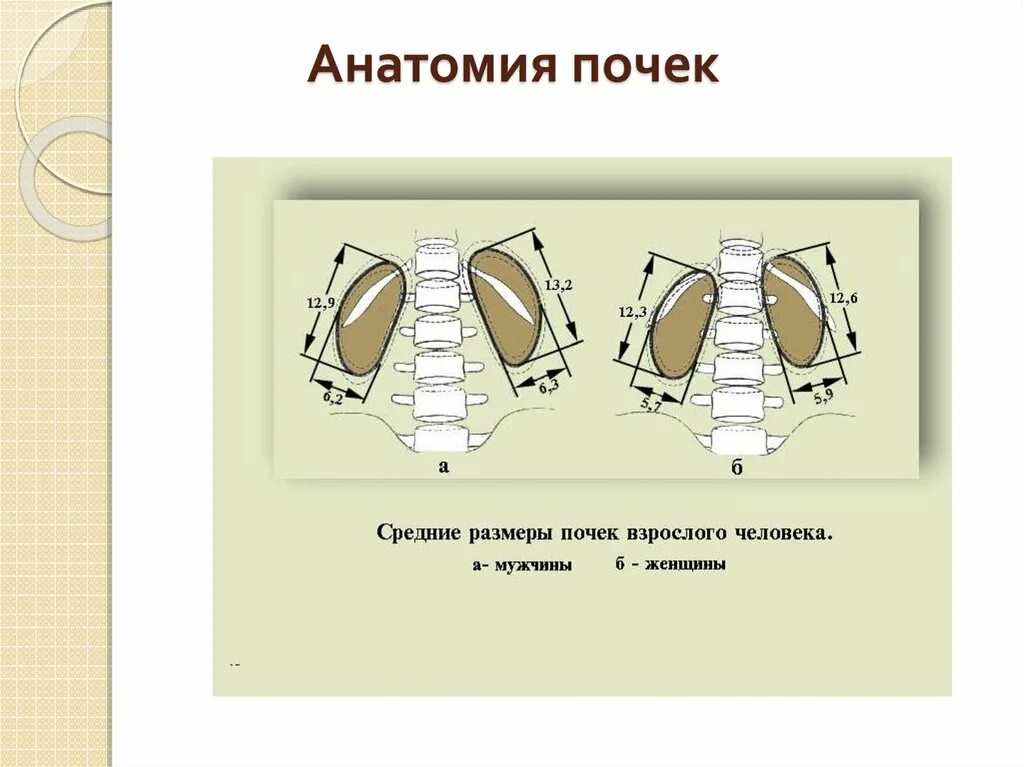 Размер почки взрослого человека. Размер почки здорового человека. Размеры почек. Размер почек у взрослых.