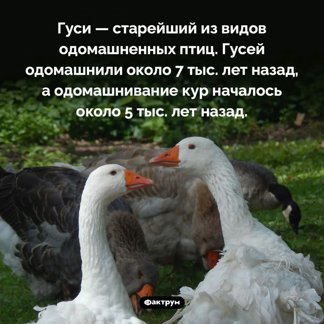 Интересные и смешные факты о гусях. Доклад про гуся. Презентация домашние гуси. Гусь для презентации. Гусь для презентации.