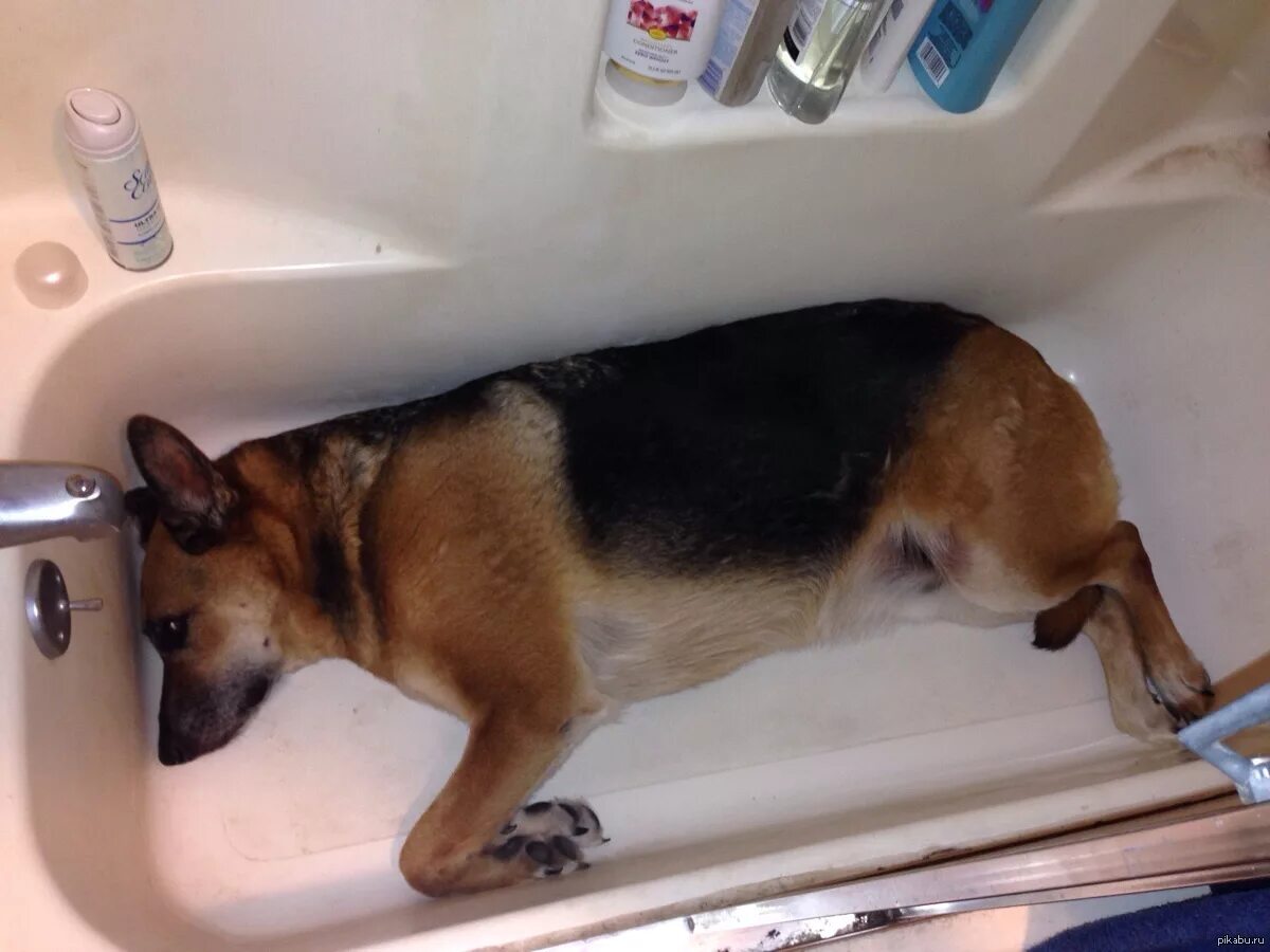 Собака без еды и воды. Ванна для собак. Пес в ванной. Купание немецкой овчарки в ванной. Щенок в ванной.