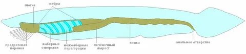Общий план строения это