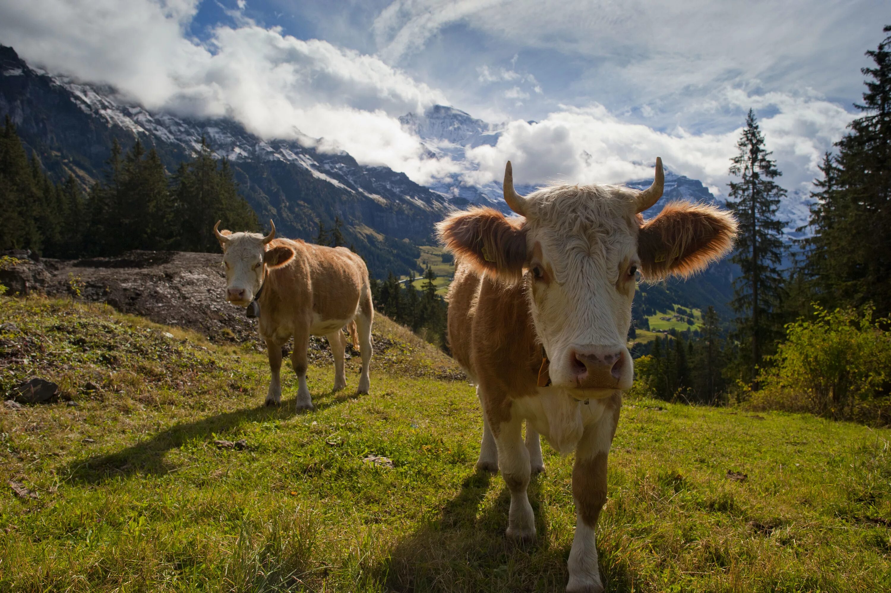 Альпийский теленок швейцария. Животные швейцарии. Ибекс самка. Козы в альпах. Животные швейцарии.