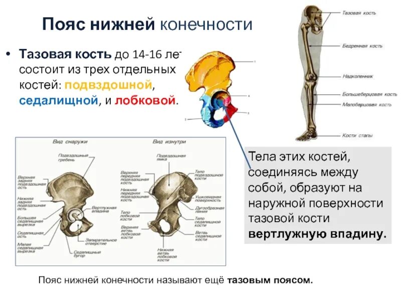 Самая крупная кость поясов конечностей. Строение пояса нижних конечностей. Тазовый пояс нижних конечностей. Кости пояса нижних конечностей анатомия. Тазовая кость состоит.