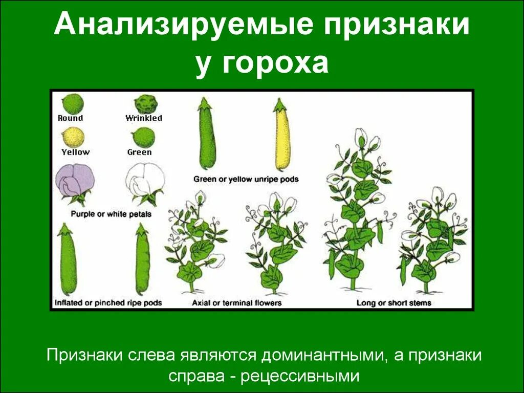 У гороха доминантный признак желтые семена. Грегор Мендель генетика горох. Признаки гороха. Альтернативные признаки гороха. Наследование признака гороха.