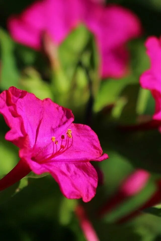Какой процент ночной красавицы с розовыми цветками. Мирабилис цветок. Ночная красавица цветок энотера. Мирабилис ночная красавица. Мирабилис красный леденец.