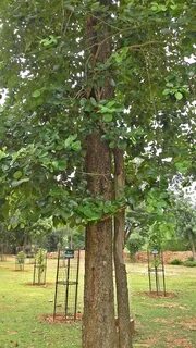 Tree legged