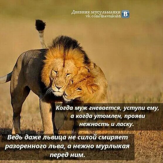 Статусы со львами. Тони энтони "укрощение тигра". Львица орет на льва. Люблю тебя мой тигр. Цитаты про львов.