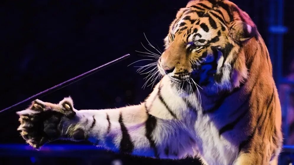 Tiger performance