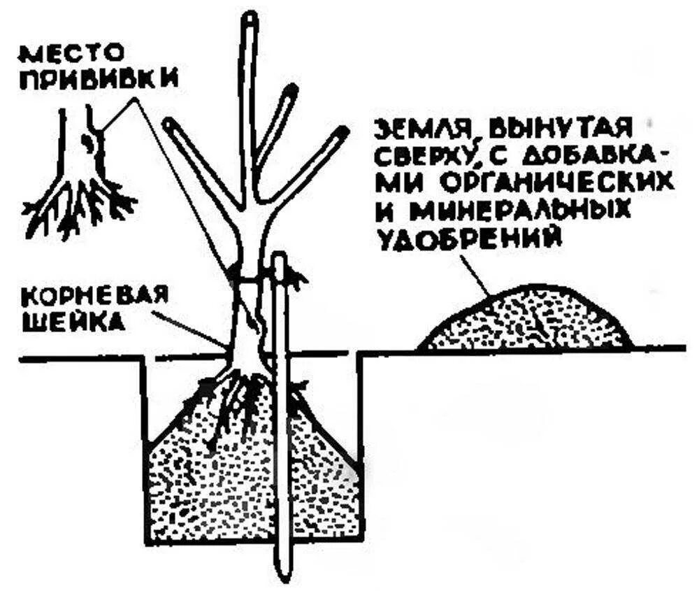 Где находится прививка. Корневая шейка саженца при посадке яблони. Посадка дерева корневая шейка. Посадка яблони корневая шейка. Корневая шейка заглублена саженцы.