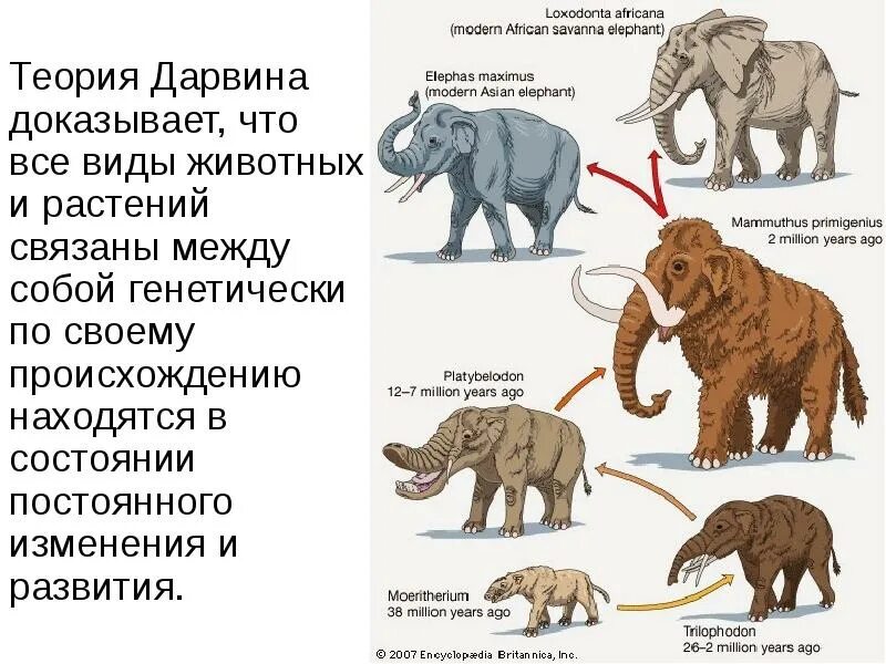 Первая теория дарвина. Теория эволюции Дарвина. Теория эволюции по Дарвину. Эволюционная теория Чарльза Дарвина. Примеры теории эволюции Дарвина.