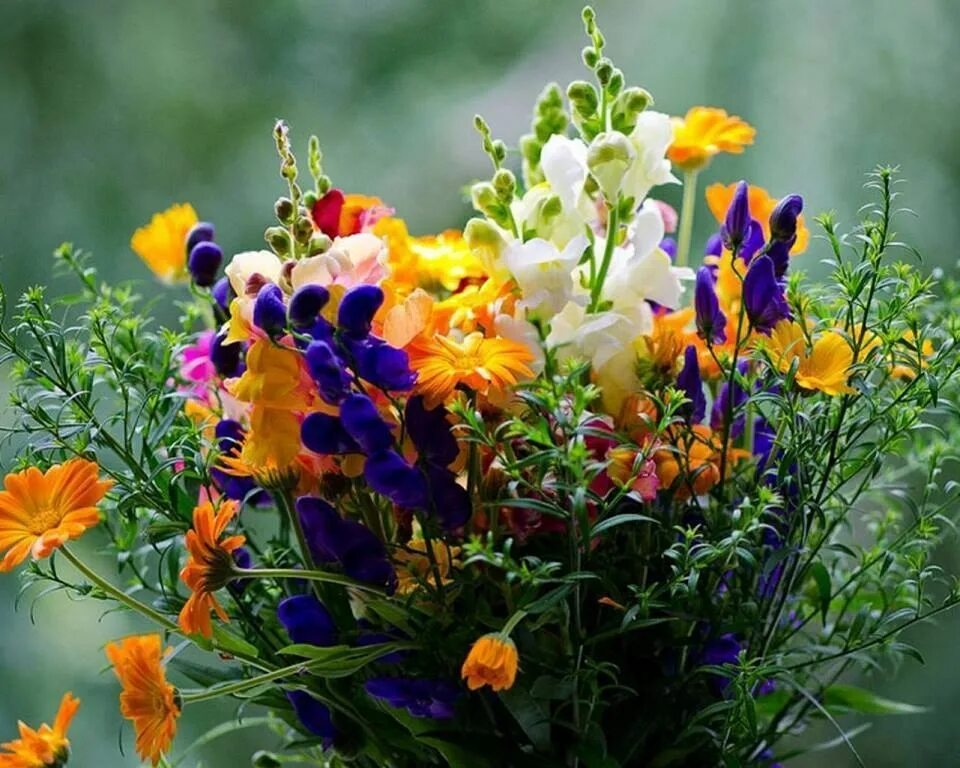 Цветы на рабочий стол. Божья коровка и голубое небо. Здравствуй, август величавый! здравствуй, барин-господин!. Желтые вьющиеся цветы полевые. Вьющаяся трава с красными цветочками в поле фото.