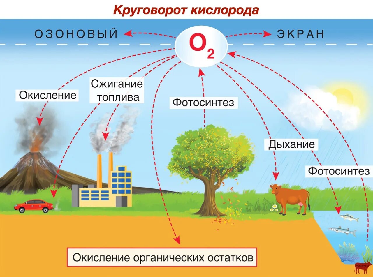 Круговорот кислорода процессы. Круговорот кислорода (по е. а. Криксунову и др., 1995). Круговорот кислорода в биосфере кратко. Круговорот кислорода в природе схема химия. Круговорот веществ в природе кислород.