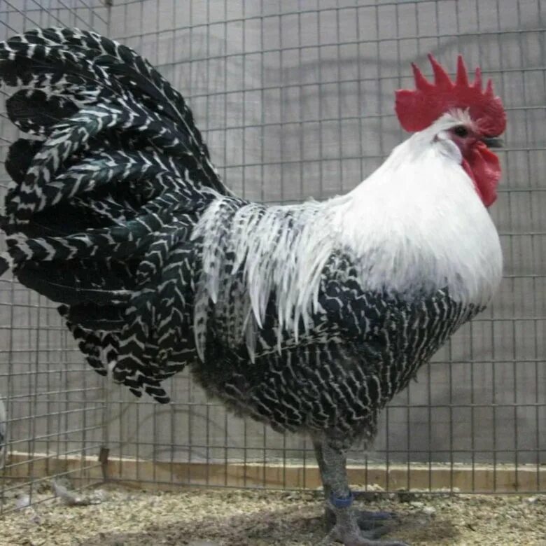 Pix For > Silver Campine Chicken breeds, Cute chickens, Beautiful chickens