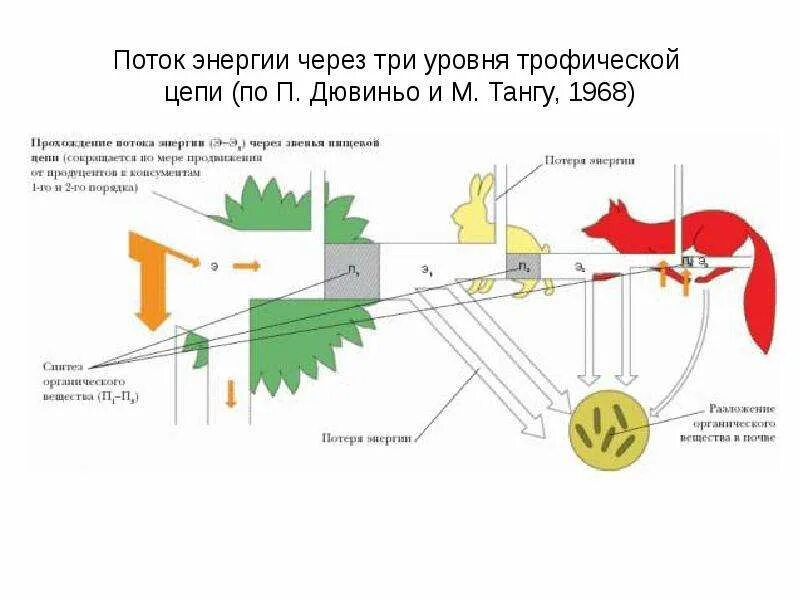Поток энергии уровень организации