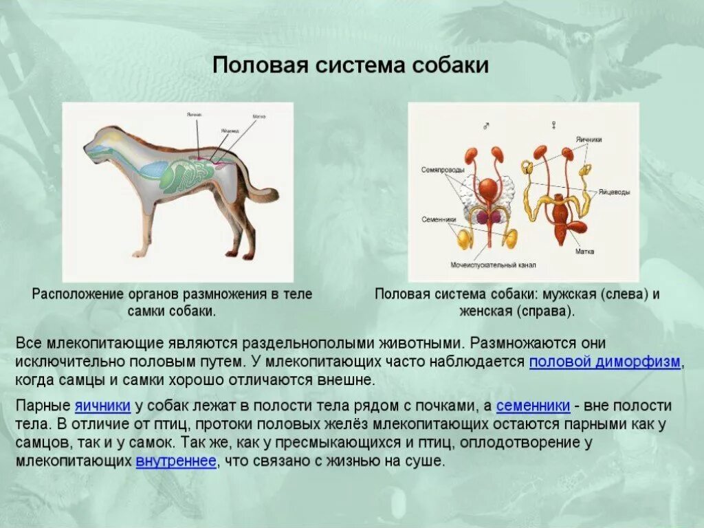 Строение и образ жизни млекопитающих. Система органов размножения собаки. строение системы размножения млекопитающих. внутреннее строение млекопитающих. оплодотворение у млекопитающих.