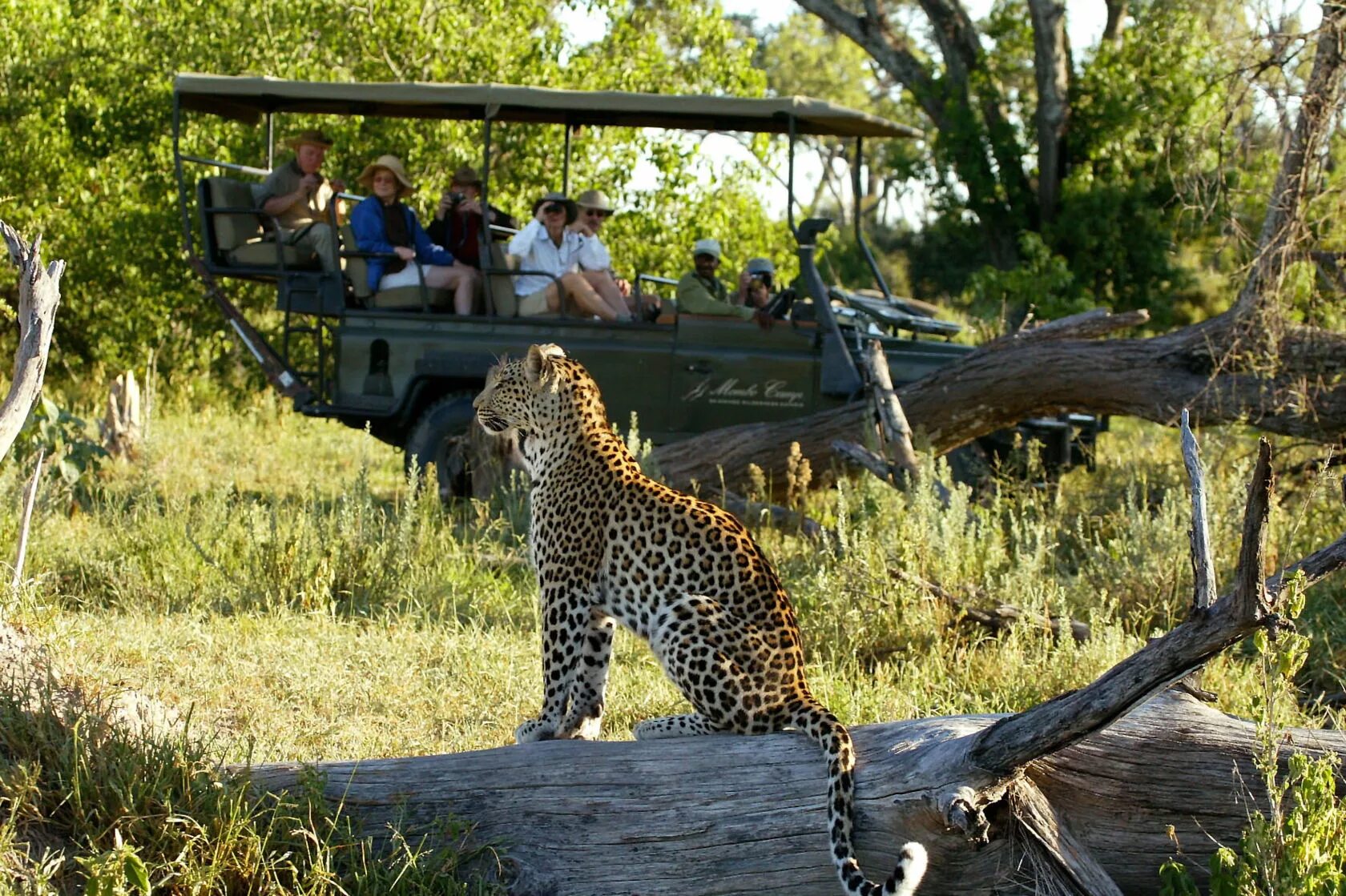 Africa safari. Сафари парк Африка. Сафари джунгли Африка. Австралия сафари парк. ЮАР сафари.