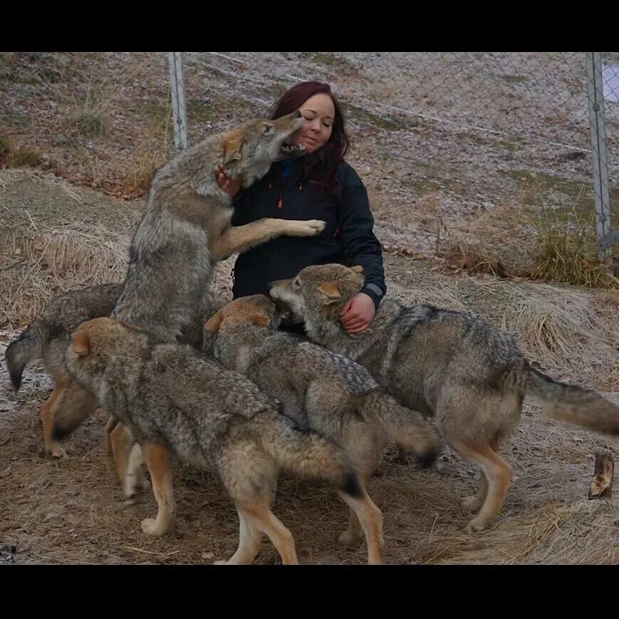 Волкособ юки. Волкособ и волкодав. Полярный волкособ. Мегафаунный волк. Канадский волк акелла новый уренгой.