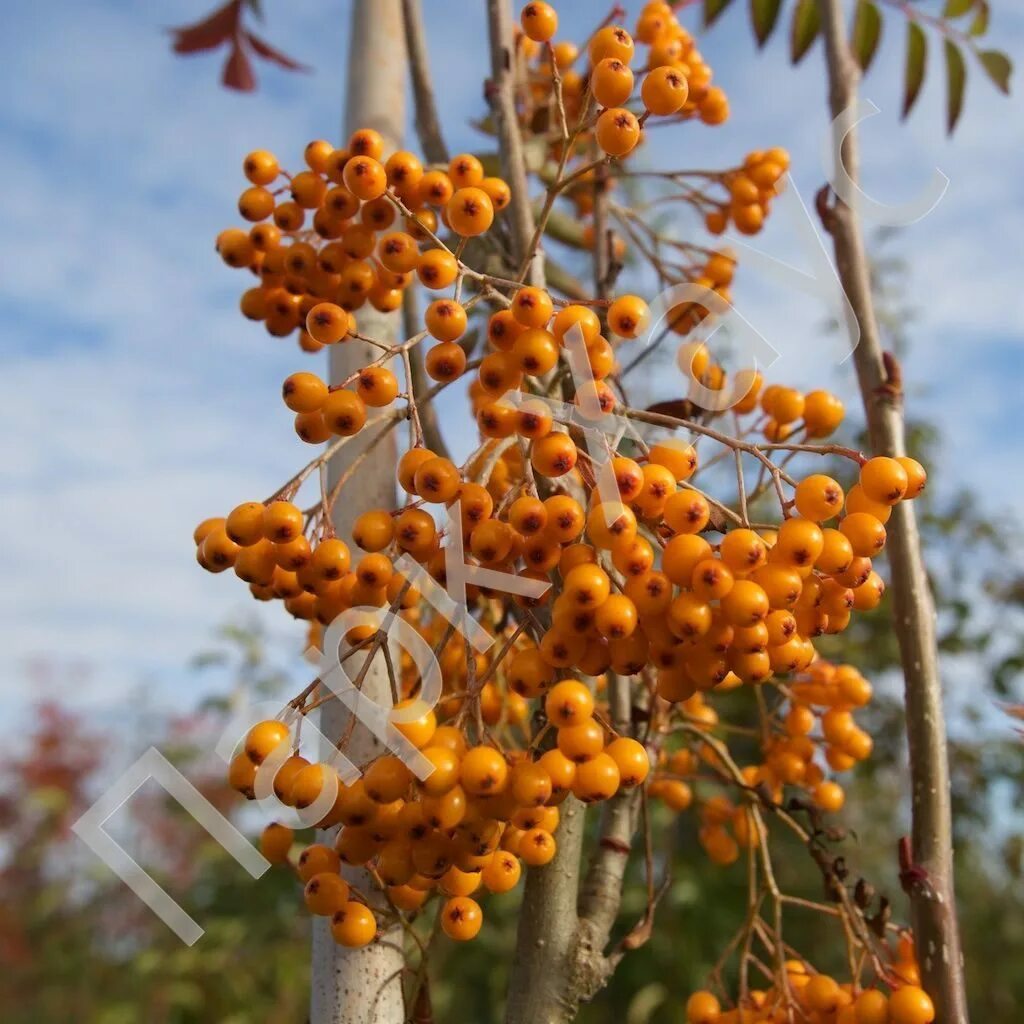 Рябина повислая. Рябина дуболистная. Рябина обыкновенная Flanrock. Sorbus aucuparia pendula.