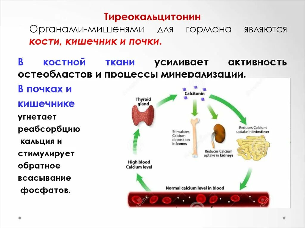 Клетки органы мишени. Наружные органы мишени. Органы мишени гормонов. Норадреналин функции гормона. Норадреналин клетки мишени.