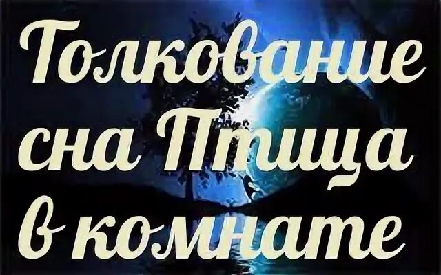 Сонник толкование к чему снится птица. Сонник толкование к чему снится птица