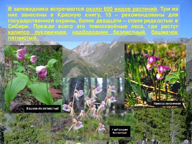 Башмачок крупноцветковый. Какие растения охраняются в заповедниках. Байкало-ленский заповедник растения. Какие растения охраняются в заповедниках. Какие растения охраняются в заповедниках.