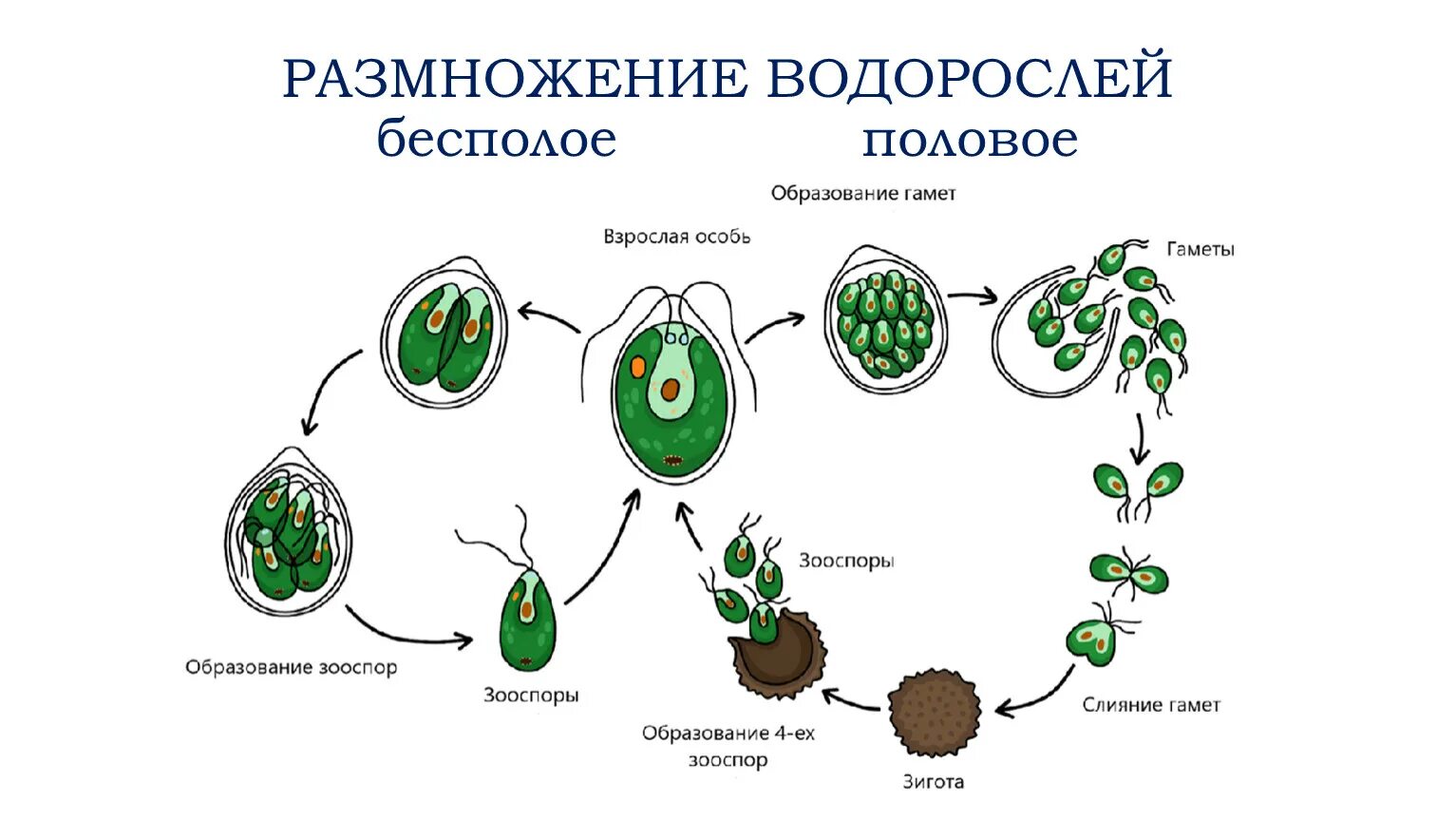 Размножение водоросли биология. Размножение и жизненный цикл хламидомонады. Размножение хламидомонады схема. Бесполое размножение хламидомонады схема. Жизненный цикл хламидомонады бесполое.