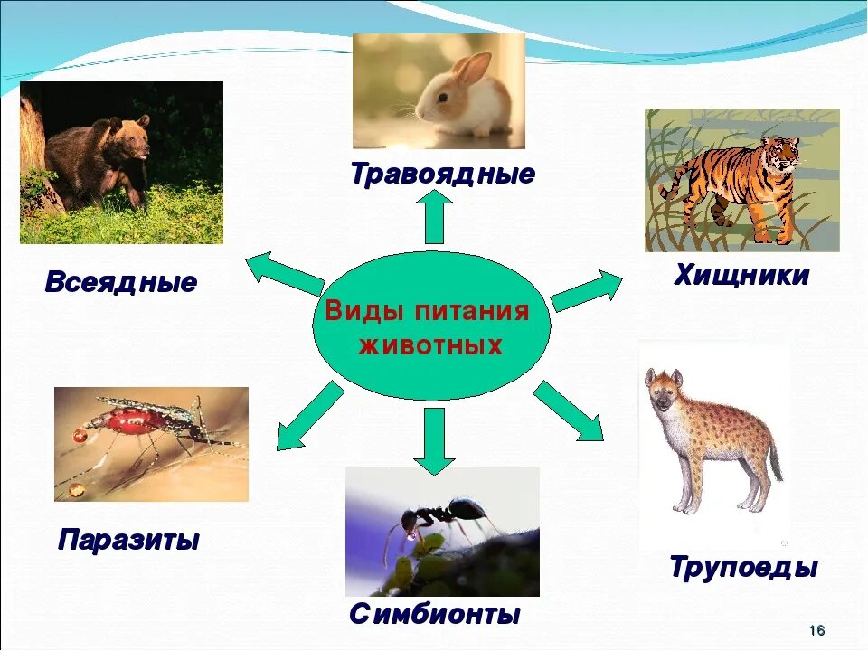 Плотоядными организмами. Питание животных. Виды животных растительноядные хищники. Растительноядные хищники всеядные. Как питаются животные.