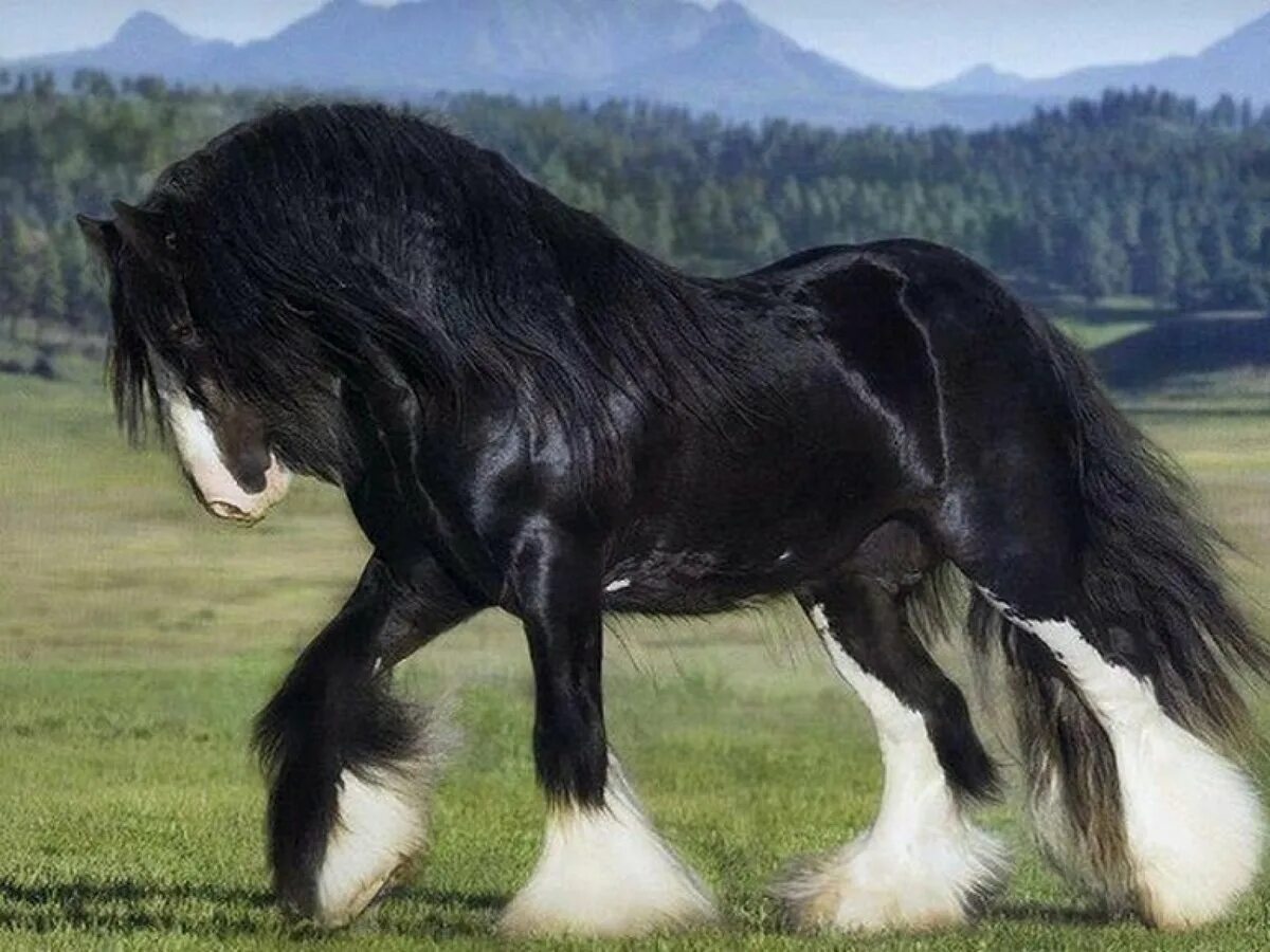 Порода аффенпинчер. Фризский жеребец фредерик великий. Постепенно порода. Прямошерстный ретривер флэт. Постепенно порода.