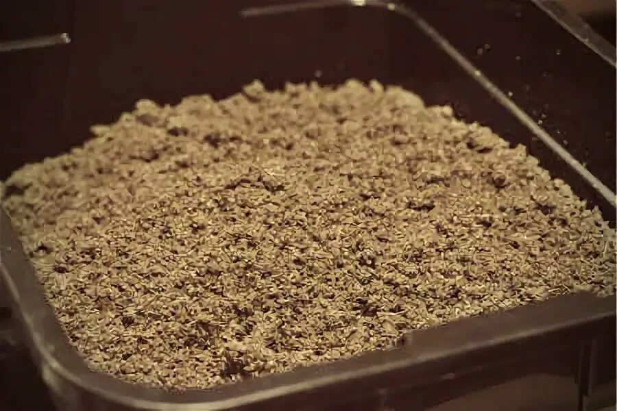 Стратификация семян. Стратификация семян в грунте. Семена в холодильнике. Семена стратификация. Стратификация песка.