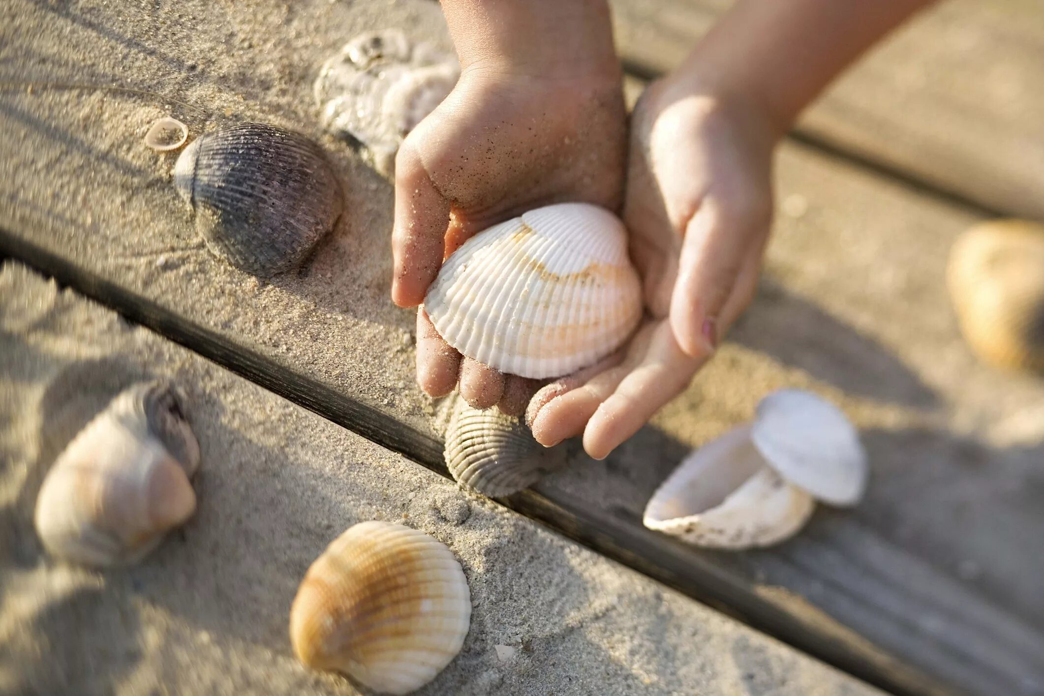 Человек Ракушка. Порода из ракушек. Collecting Seashells.