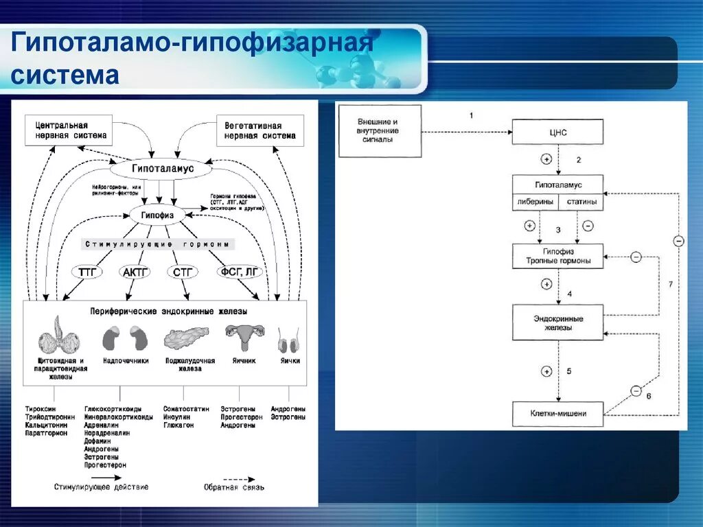 В работе гипоталамо гипофизарной системы заложен принцип. Схему связей в гипоталамо-гипофизарной системе. Механизм обратной связи гипоталамо гипофизарной системы. Гипоталамо-гипофизарная система схема физиология. Схема регуляции гипоталамо-гипофизарной системы.