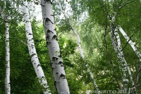 Историю березы белой