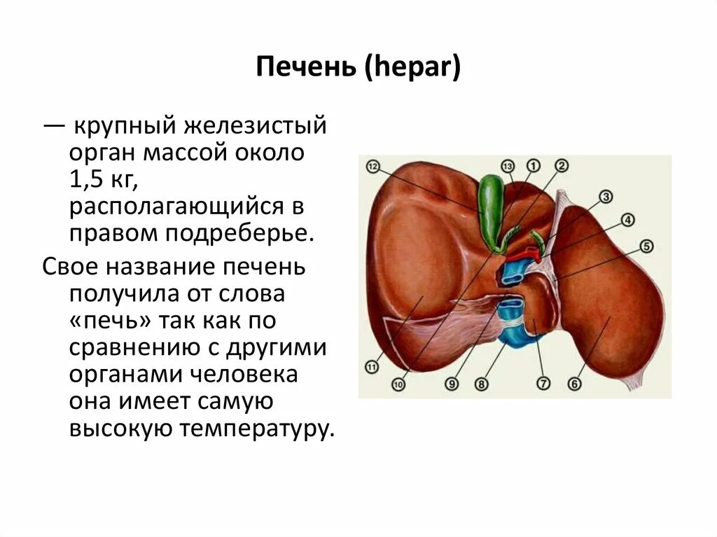 Печень какой формы