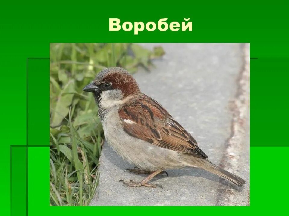 Какой характер у воробьев