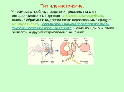 Незамкнутая кровеносная система органы выделения мальпигиевы сосуды