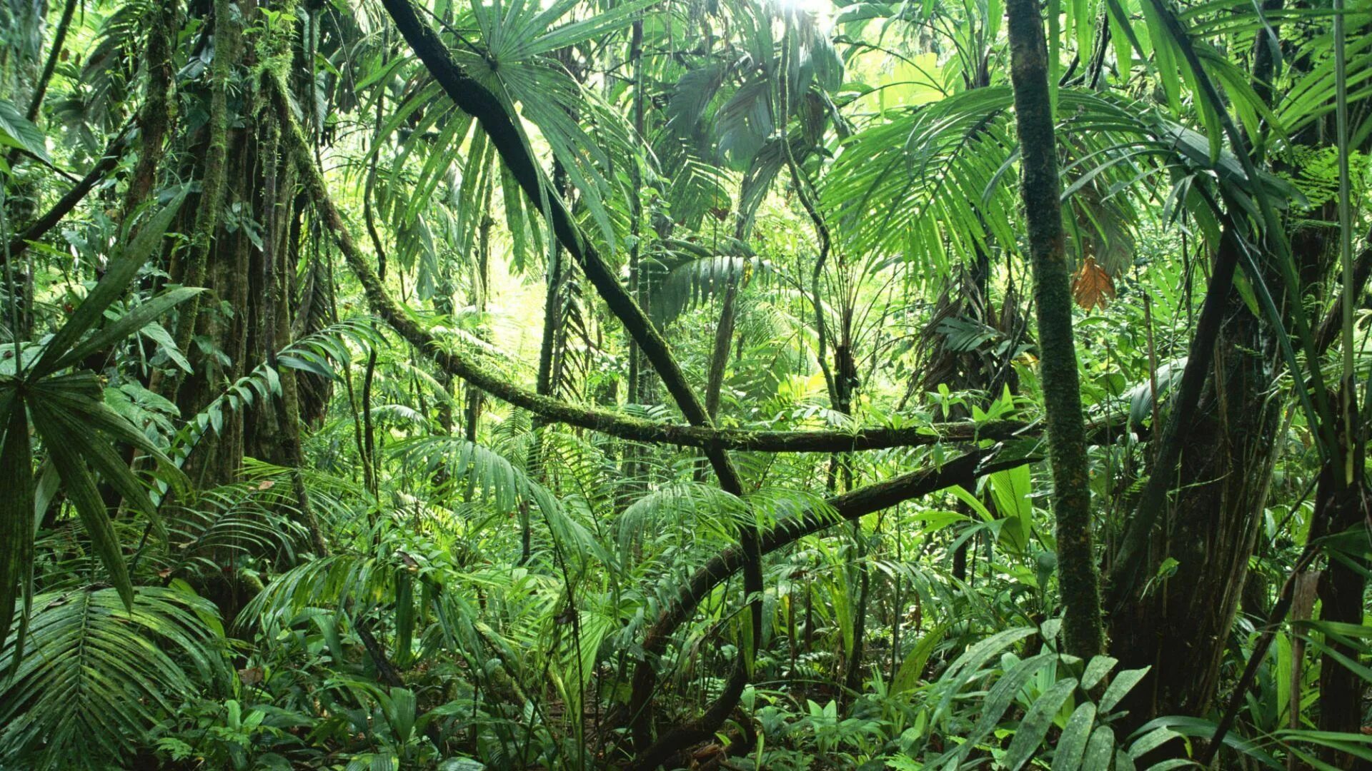 Природная зона тропические леса