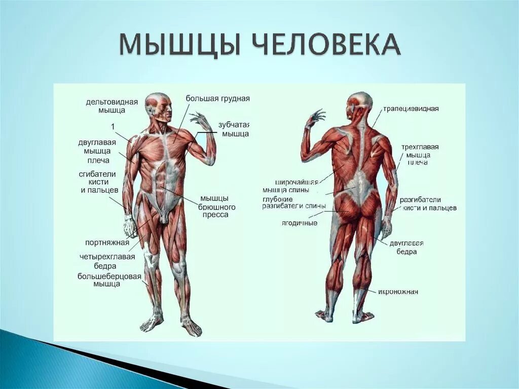 Описание мышц. Мышечная система схема строения. Название мышц человека в бодибилдинге. Строение человека мышцы анатомия. Мышечное строение тела человека схема.