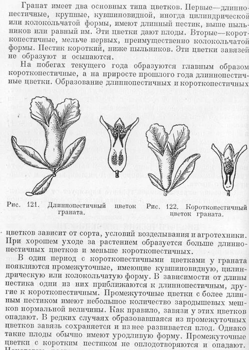 Почему опадают цветки