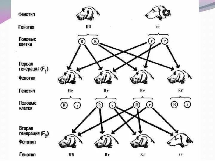 Схема чистопородного скрещивания свиней. Линейное разведение собак схема. Схема скрещивания кроликов. Схема вводного скрещивания собак.