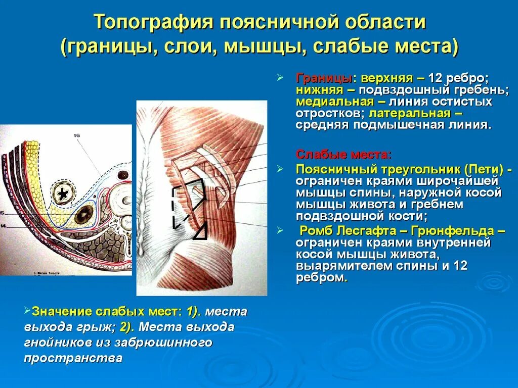 Плотный проведение. Отделы забрюшинного пространства топографическая анатомия. Поясничное пространство Грюнфельда-Лесгафта. Забрюшинное пространство топография. Граница поясничной области и забрюшинного пространства.