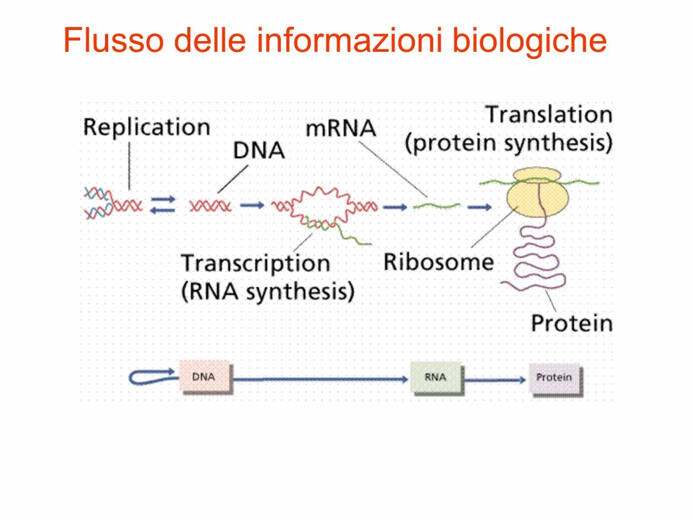 Transcription and translation. Transcription rna synthesis. Transcription translation biology. Transcription translation biology. Transcription and translation.