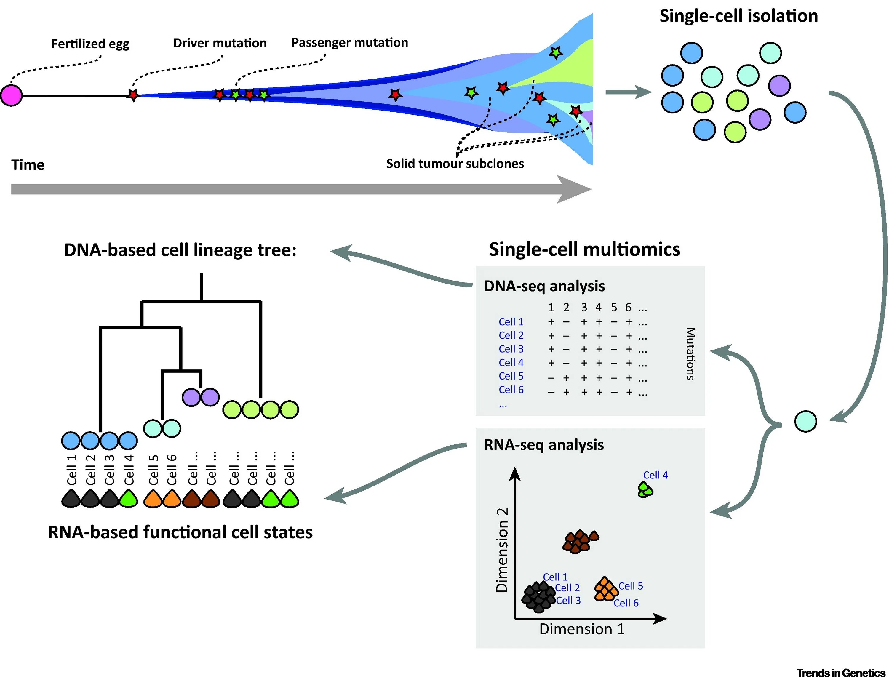 Single Cell Analysis. Driver Mutations. Passenger Mutations. Non-spatial Cell Lineage model mathematic.