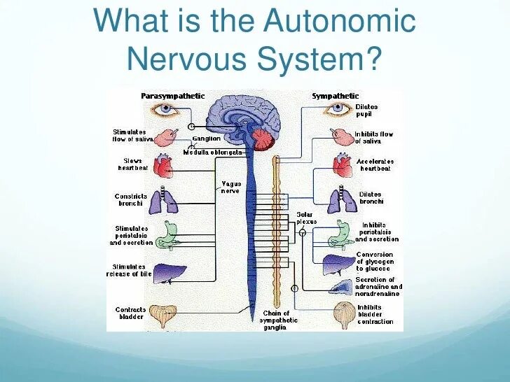 Autonomic nervous System. Симпатическая и парасимпатическая нервная система. Центральный отдел симпатической нервной системы. Вегетативная нервная система. Исцеление вегетативной системы медитация