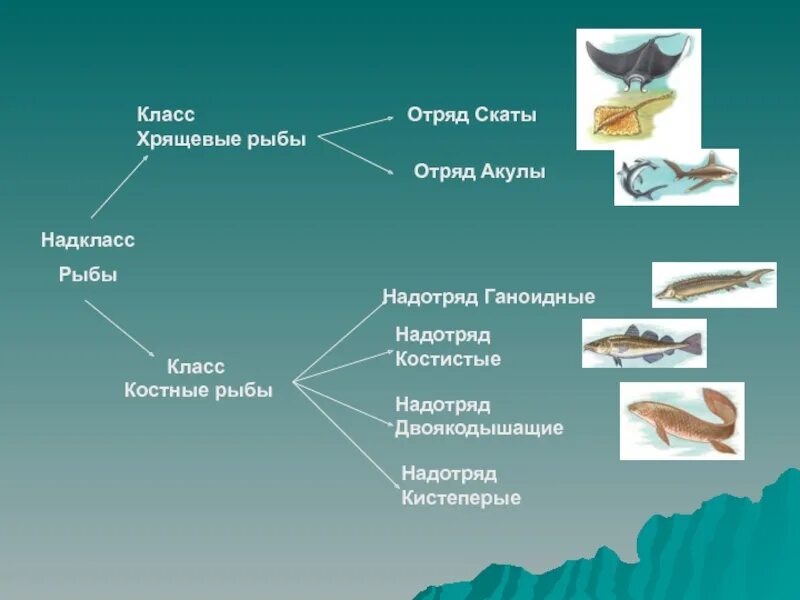 Три примера хрящевых рыб. Класс хрящевые рыбы. Отряды хрящевых рыб. Хрящевые и костные рыбы. Классификация рыб хрящевые и костные.