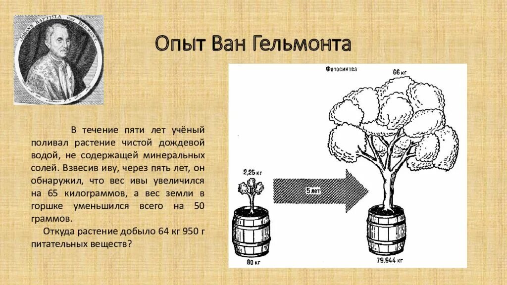 Опыт фотосинтез вода. Опыты Ван Гельмонта по фотосинтезу. Опыт Ван Гельмонта фотосинтез.